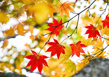 Landscapes Japanese Poster