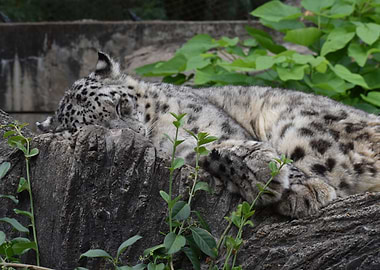 Naptime at the zoo
