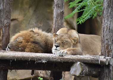 Sleeping Lions