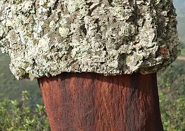 Cork Tree in Portugal 02