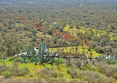 Landscape and Agave plant