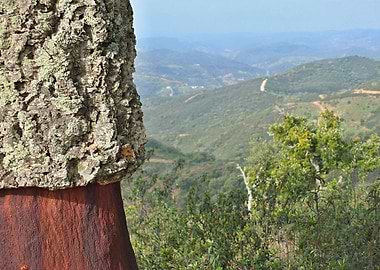 Cork Tree in Portugal 01