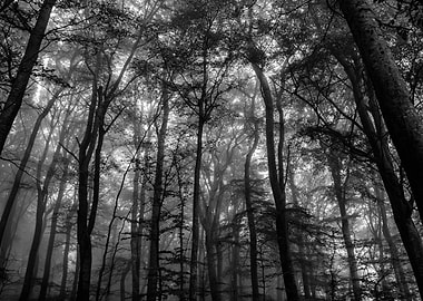 Black & White Fog Forest