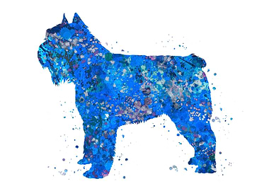 Bouvier des flandres blue