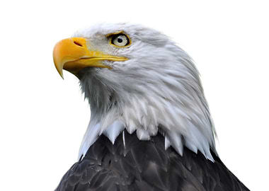 Bald eagle isolated