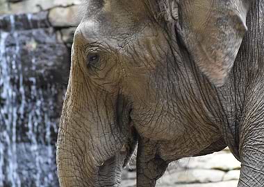 Elephant close up