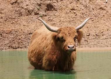 Highland Cattle
