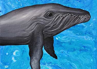 Humpback Whale