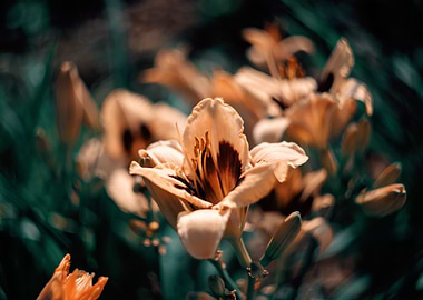 Orange lily in my garden