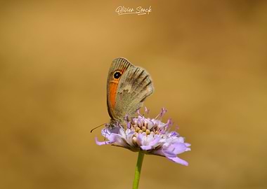 Butterfly on Flower