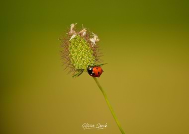Little Ladybug