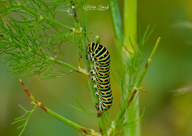 Colorful Caterpillar