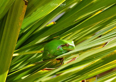 Green Frog
