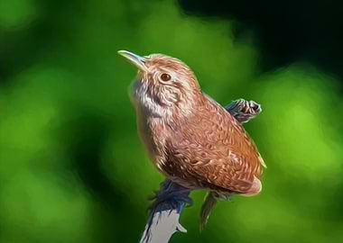 Wren