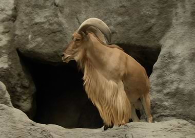 Barbary sheep