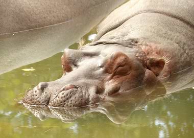 Hippopotamus