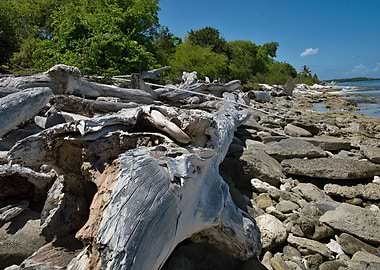 Alluvial wood on the beach