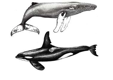 Orca and humpback whale
