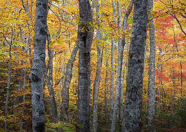 Autumn is in full swing