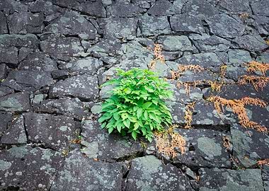 Life in the Stone Crevice