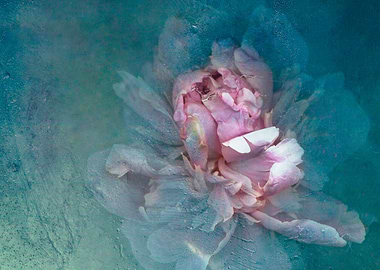 Peony in ice