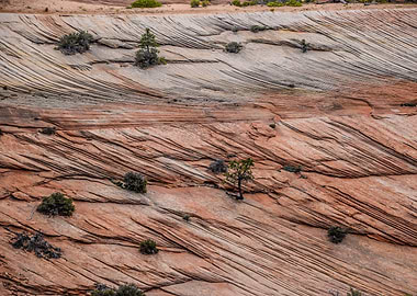 Macro Nature Utah Photo