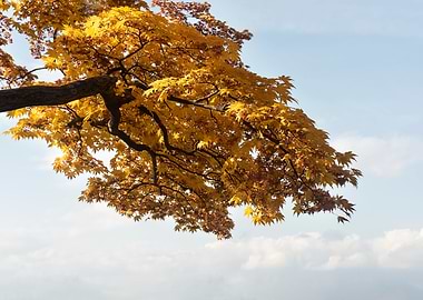 Beautiful maple tree trunk