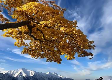 Beautiful maple tree trunk