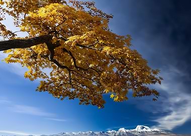 Beautiful maple tree trunk