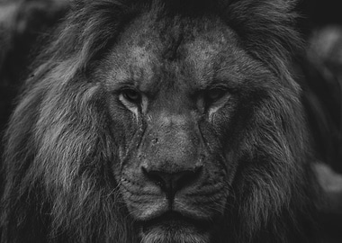 Lion Portrait