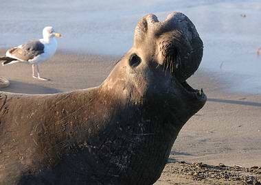 Elephant Seal