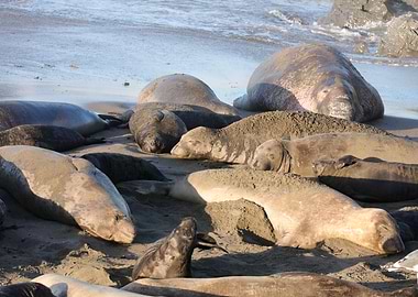 Elephant seal Family
