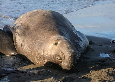 Elephant Seal