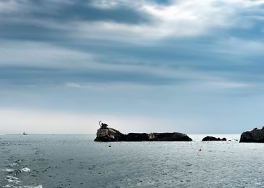 island like caterpillar