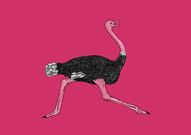 Ostrich