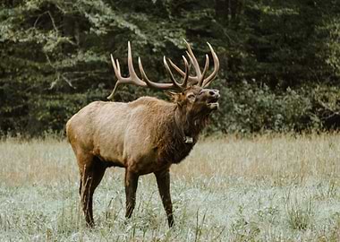 Elk