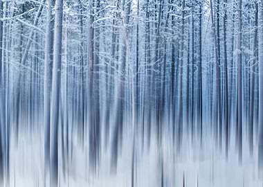 Shadows and tall trees