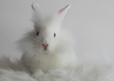 White Bunny