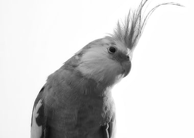 White Face Cockatiel