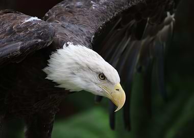American Bald Eagle