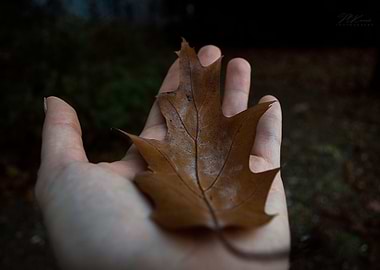 Fallen Leaf