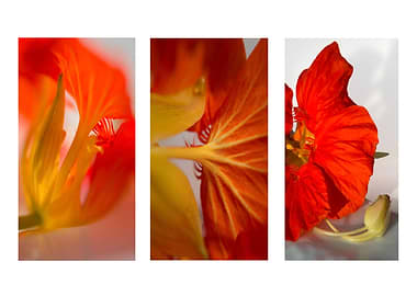 Nasturtium