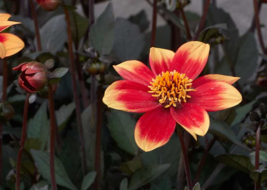 dahlia in the garden