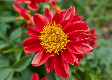 dahlia in the garden