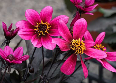 dahlia in the garden