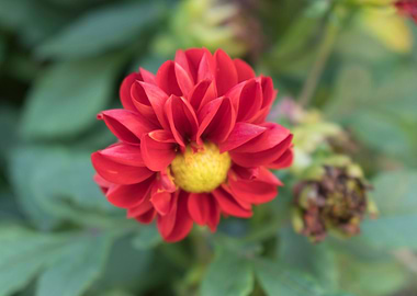 dahlia in the garden