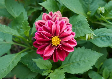 dahlia in the garden