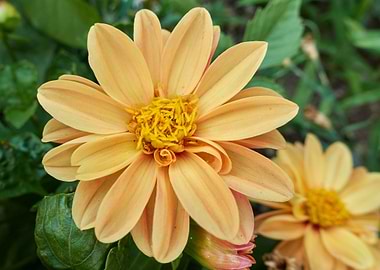 dahlia in the garden