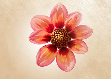 dahlia in the garden