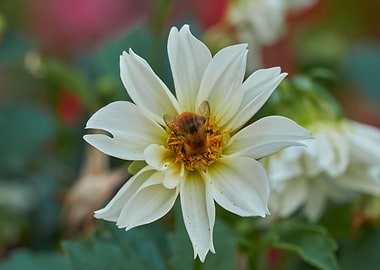 dahlia in the garden